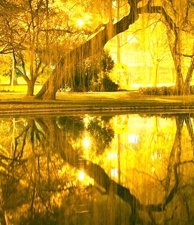 Golden Weeping Willow, Sweden