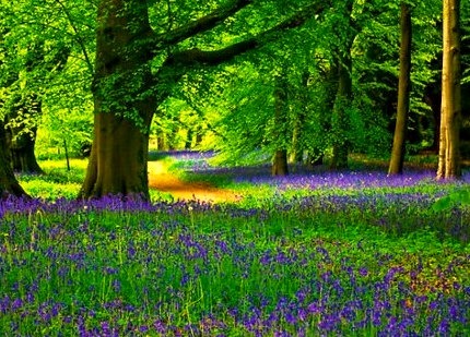 Bluebell Wood, North Yorkshire, England