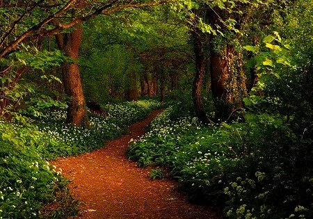 Forest Path, Ransom Woods, Lancashire, England
