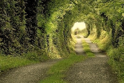 Tree Tunnel, Clare County, Ireland