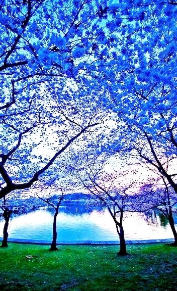 Blue Dusk, Sakura, Japan