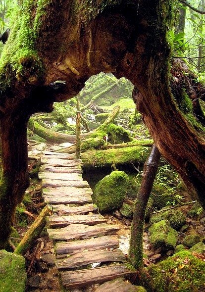 Primeval Forest, Shiratani Unsuikyo, Japan
