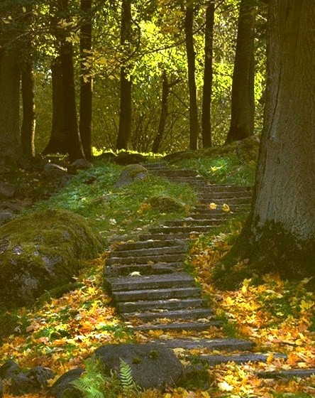 Forest Path, Ukraine