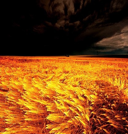 Coming Storm, Barley Field, Germany