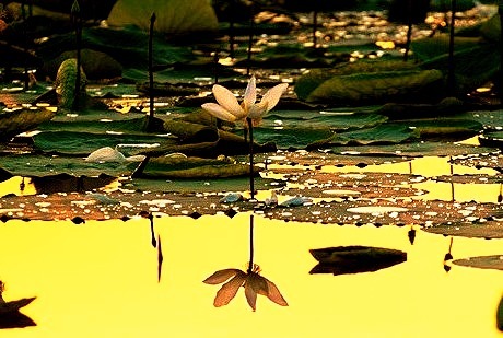 Lily, Sukhna Lake, Chandigarh, India